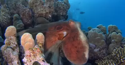 Pulpos fecundan a distancia con "brazo sexual"