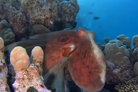 Pulpos fecundan a distancia con "brazo sexual"