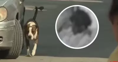 Perro de raza pitbull atac� a hombre en Villa El Salvador.