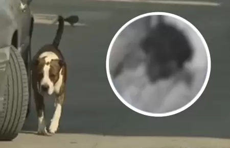 Perro de raza pitbull atac� a hombre en Villa El Salvador.