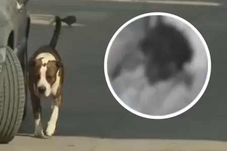 Perro de raza pitbull atac� a hombre en Villa El Salvador.