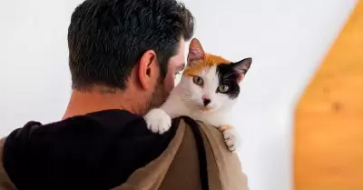 Gatos dom�sticos requieren cuidados ambientales constantes.