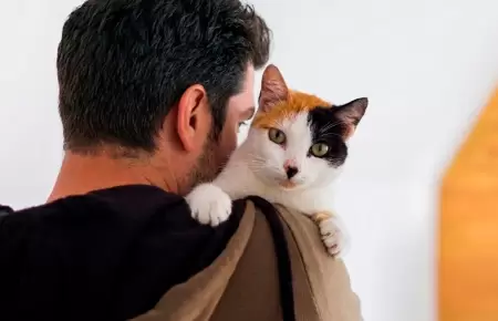 Gatos dom�sticos requieren cuidados ambientales constantes.