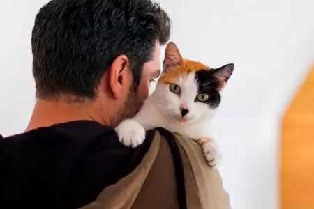 Gatos dom�sticos requieren cuidados ambientales constantes.