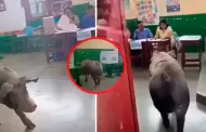 �Ins�lito! Un cerdo irrumpe en un centro de votaci�n y se vuelve viral en las Elecciones 2026