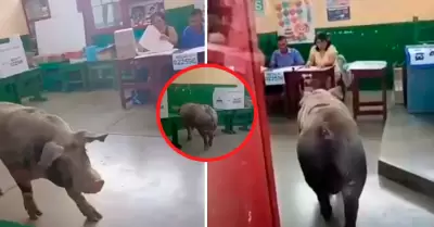 Cerdito ingresa a aula de votaci�n en Ica.