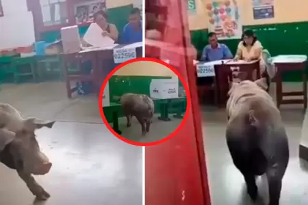 Cerdito ingresa a aula de votaci�n en Ica.
