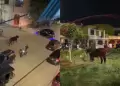 Chiclayo: Toro suelto genera p�nico entre vecinos al recorrer calles de la ciudad