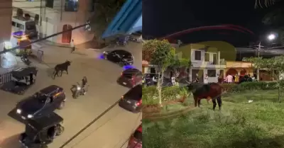 Toro suelto causa p�nico en Chiclayo