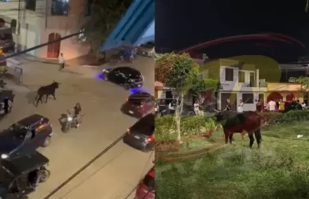 Toro suelto causa p�nico en Chiclayo