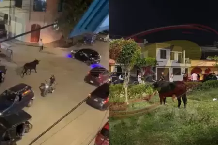 Toro suelto causa p�nico en Chiclayo