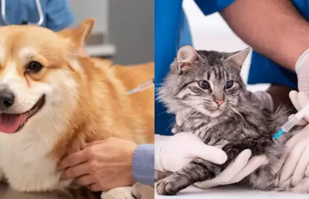 Municipalidad de Surco ofrece atenci�n veterinaria accesible este viernes 17 de