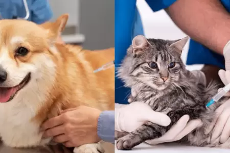 Municipalidad de Surco ofrece atenci�n veterinaria accesible este viernes 17 de 