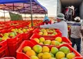 Naranjas de Tacna llegan a Lima con cargamentos directos de hasta 20 toneladas