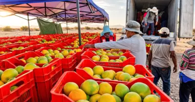 El ingreso de las naranjas de Tacna a Lima ser� de hasta 20 toneladas
