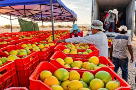 El ingreso de las naranjas de Tacna a Lima ser� de hasta 20 toneladas