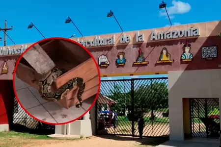 Trabajadores vivieron momentos de tensi�n tras encontrar al reptil.