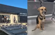 Perro acompa�a a su due�o al hospital: �l muri�, pero su mascota lo esper� en la puerta durante casi un mes
