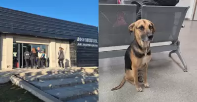 Perro esper� m�s de un mes en un hospital a su due�o fallecido