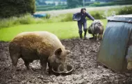 �Auge del cerdo en Per�! Consumo se triplica y llega a 11 kilos al a�o por habitante