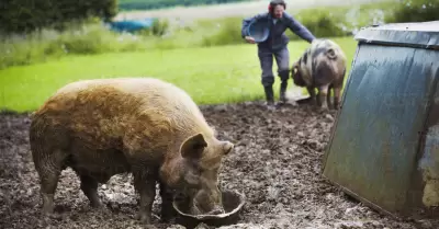 Consumo de cerdo se triplica en el Per�