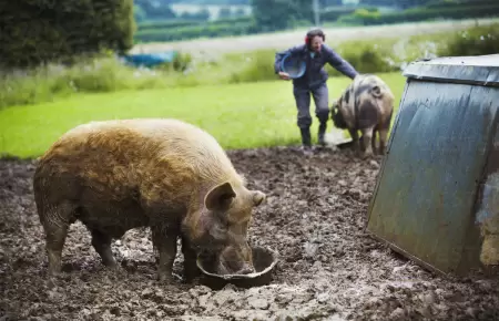 Consumo de cerdo se triplica en el Per�