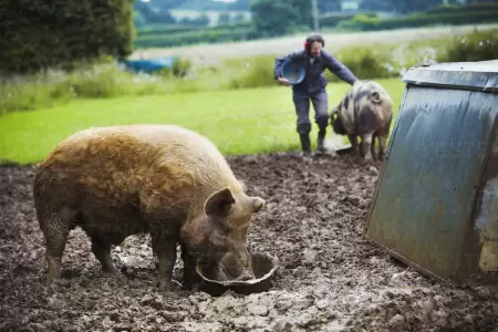 Consumo de cerdo se triplica en el Per�