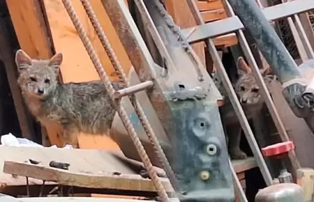 Zorrito encontrado en car wash en SMP.