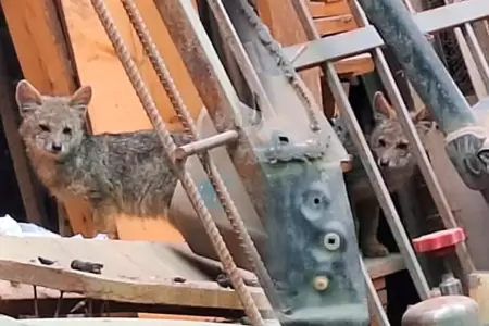 Zorrito encontrado en car wash en SMP.