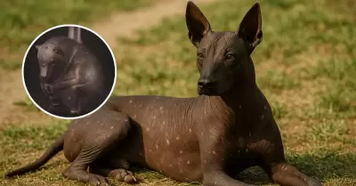 Rol sagrado del perro sin pelo