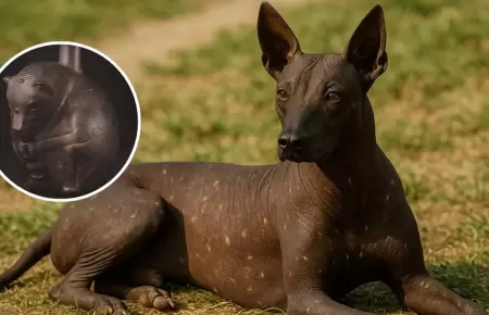 Rol sagrado del perro sin pelo