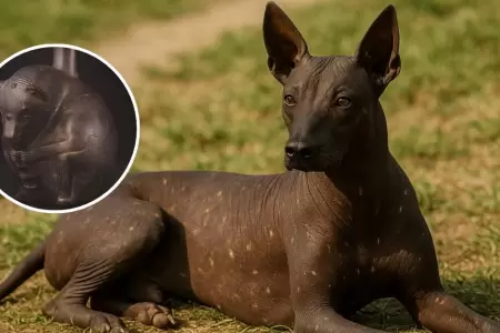 Rol sagrado del perro sin pelo