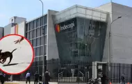 Indecopi sanciona a hospedaje para mascotas por EXTRAVIAR a perro bajo su cuidado