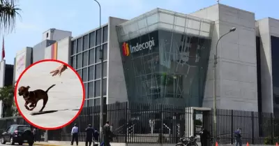 Indecopi sanciona a hospedaje para mascotas por extraviar a perro bajo su cuidad