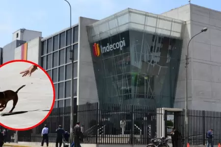 Indecopi sanciona a hospedaje para mascotas por extraviar a perro bajo su cuidad