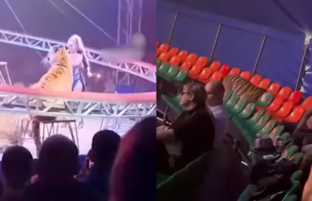 Tigre salta hacia el p�blico durante circo en Rusia