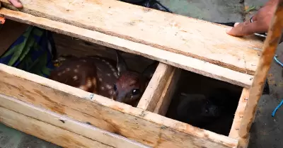 Rescatan cr�as de monos y venado del tr�fico ilegal