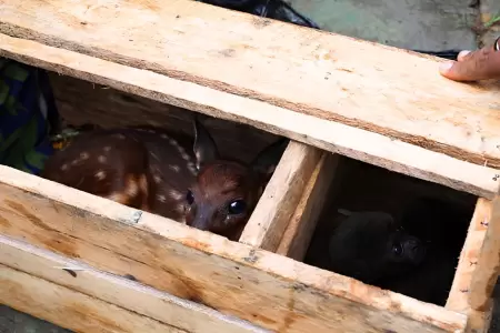 Rescatan cr�as de monos y venado del tr�fico ilegal