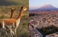 Arequipa ser� declarada capital de la vicu�a del Per� por Serfor: Regi�n concentra 77 mil ejemplares