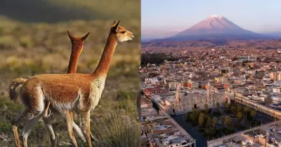 Arequipa ser� reconocida como "Capital de la Vicu�a del Per�" por el Servicio Na