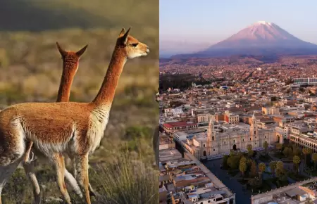 Arequipa ser� reconocida como "Capital de la Vicu�a del Per�" por el Servicio Na