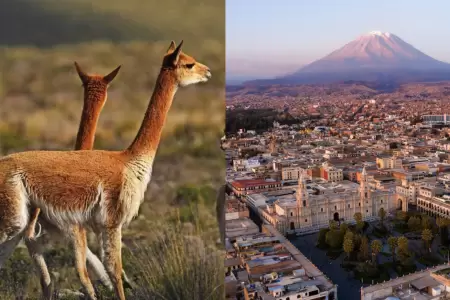 Arequipa ser� reconocida como "Capital de la Vicu�a del Per�" por el Servicio Na