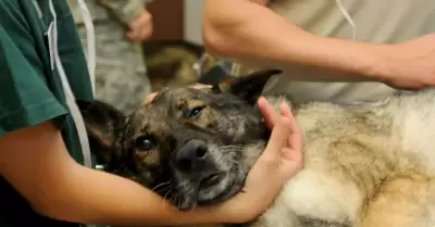 Cuidado de mascotas mayores