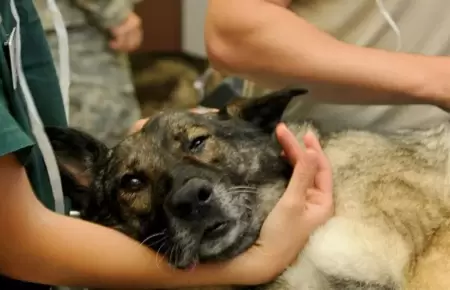 Cuidado de mascotas mayores