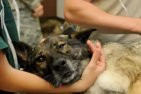 Cuidado de mascotas mayores
