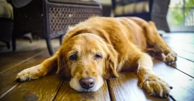 Conoce el primer f�rmaco que detiene el envejecimiento en perros