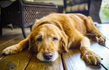 Conoce el primer f�rmaco que detiene el envejecimiento en perros