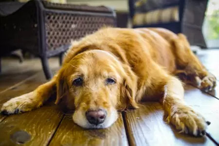 Conoce el primer f�rmaco que detiene el envejecimiento en perros