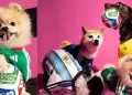 Copa Mundial 2026: Reconocida marca lanza colecci�n de camisetas para mascotas