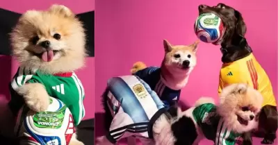 Adidas lanza colecci�n de camisetas para mascotas